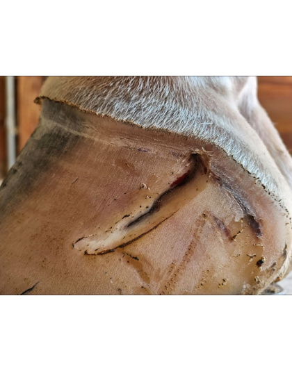 ABSCESS OUT! The exciting new abscess-extracting remedy for horses.